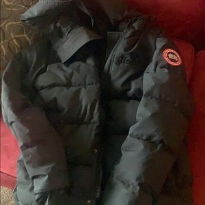 Small size Canada goose